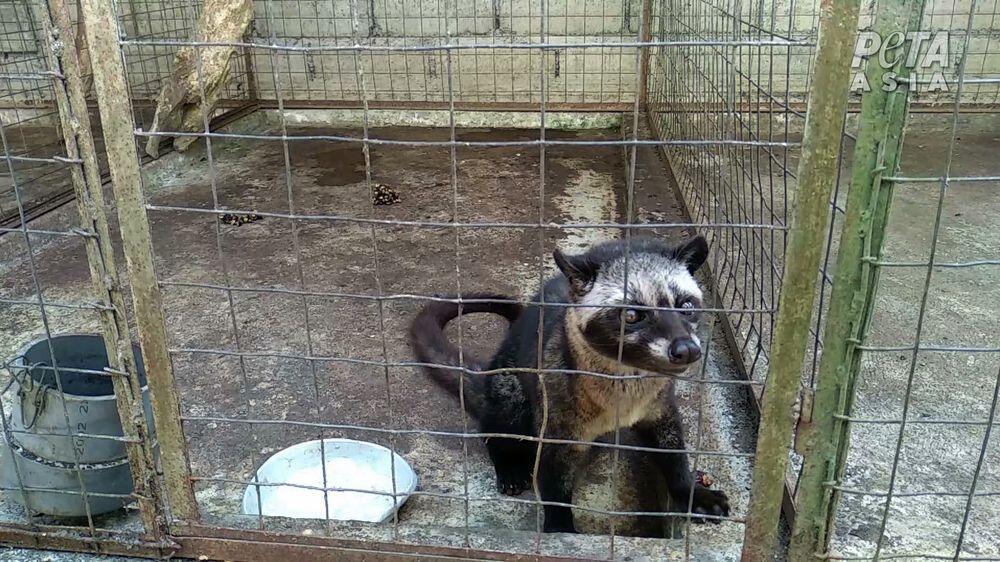 Kejam! Demi Kopi Rp 1 Juta, Musang Luwak di RI Tersiksa