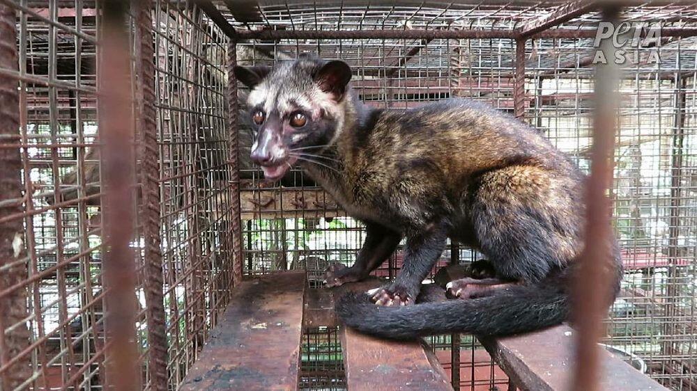 Kejam! Demi Kopi Rp 1 Juta, Musang Luwak di RI Tersiksa