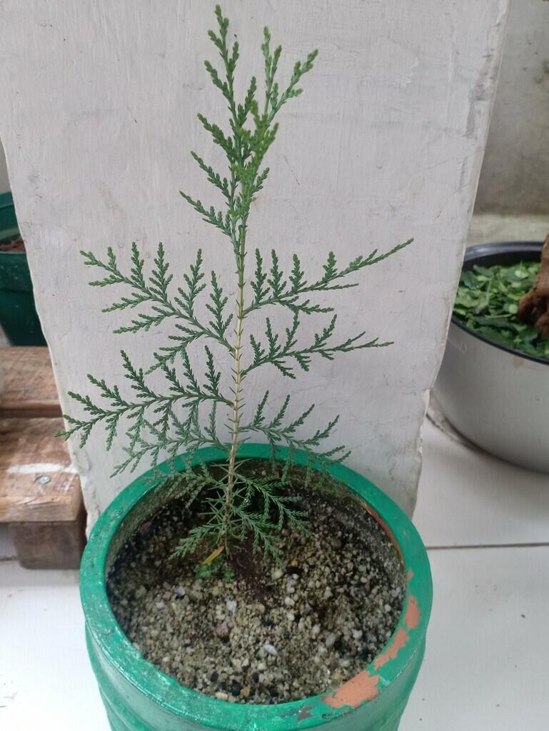 Jarang Diketahui, Begini Cara Menanam Benih Dengan Proses Stratifikasi Dingin