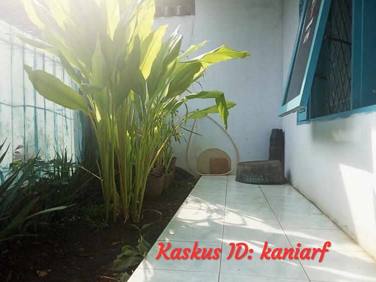  Kaya Manfaat, Simak Tips Menanam Kunyit Sendiri ala Ane Berikut Ini!