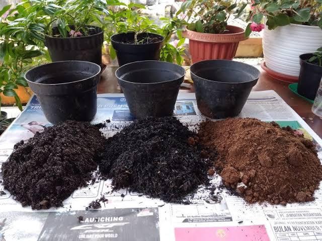  Kaya Manfaat, Simak Tips Menanam Kunyit Sendiri ala Ane Berikut Ini!