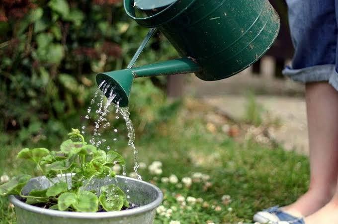  Kaya Manfaat, Simak Tips Menanam Kunyit Sendiri ala Ane Berikut Ini!