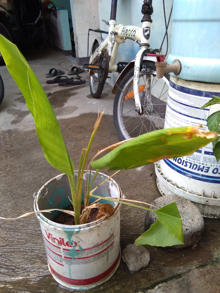 Menanam Kunyit Di Dalam Ember Plastik Bekas