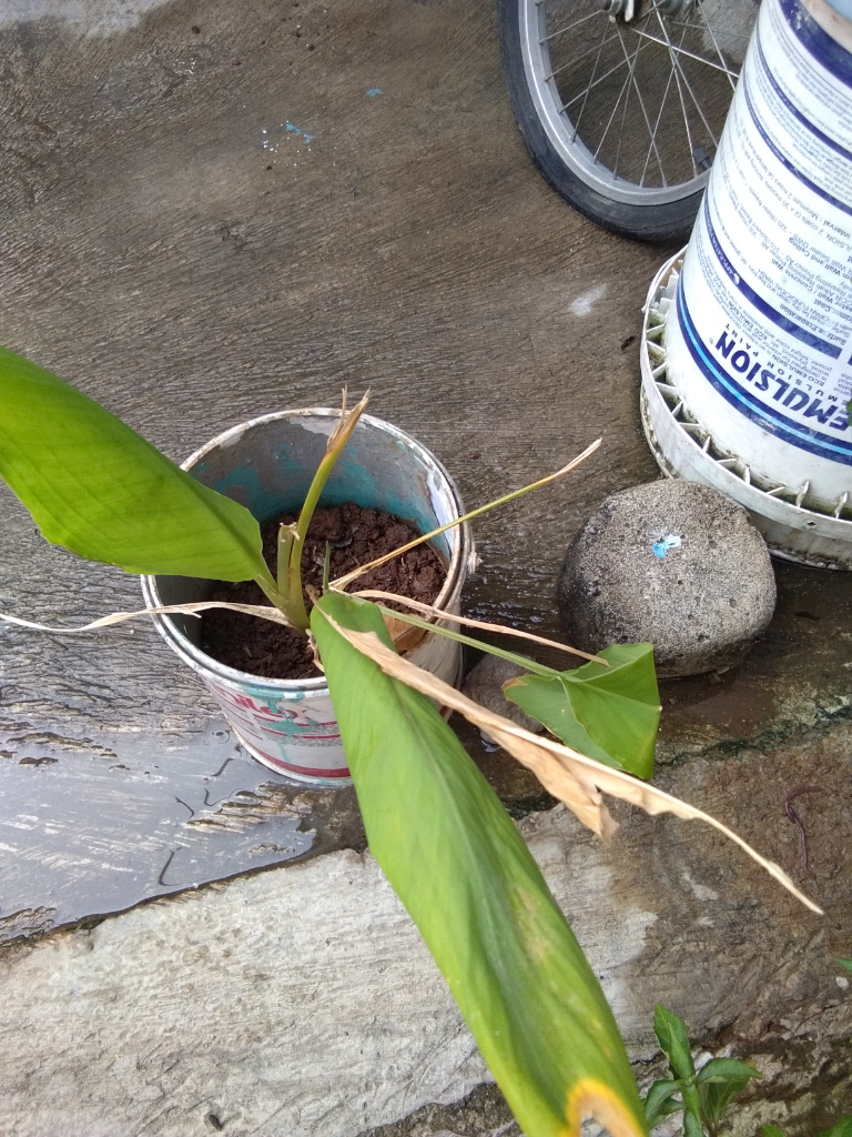 Menanam Kunyit Di Dalam Ember Plastik Bekas