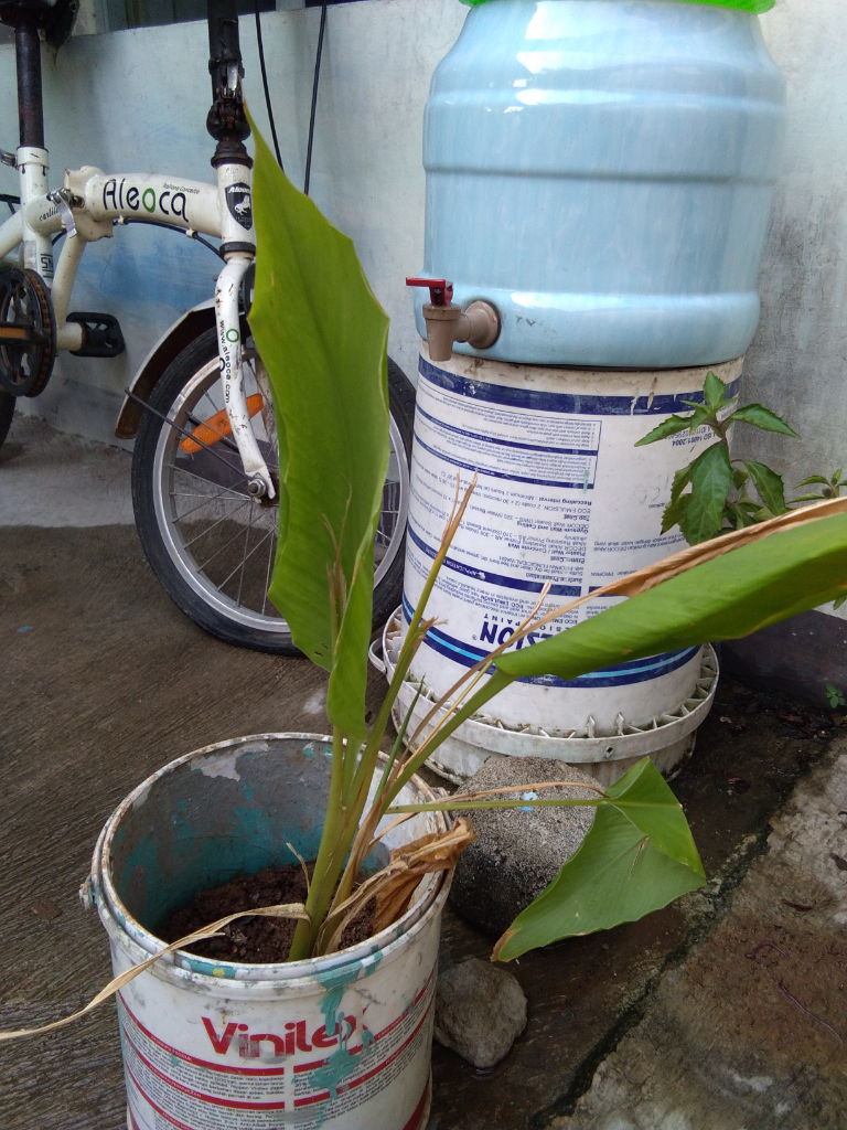 Menanam Kunyit Di Dalam Ember Plastik Bekas