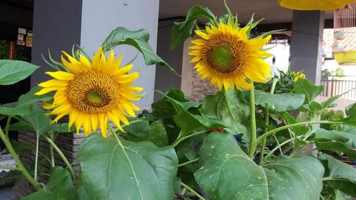 Tips Menanam dan Merawat Bunga Matahari di Dalam Pot