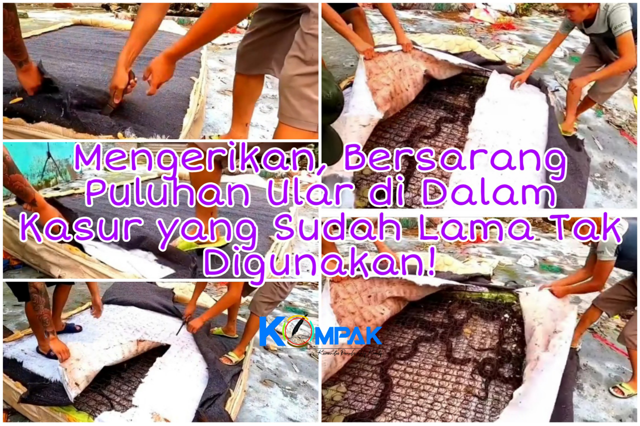 Mengerikan, Ditemukan Puluhan Ular Bersarang Di Dalam Kasur! Ular Kasur atau Jelmaan?