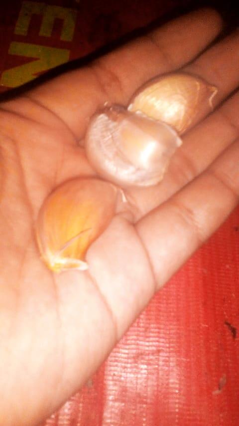Daun Cabe Keriting? Jangan Panik, Pesnab (Pestisida Nabati) Saja!