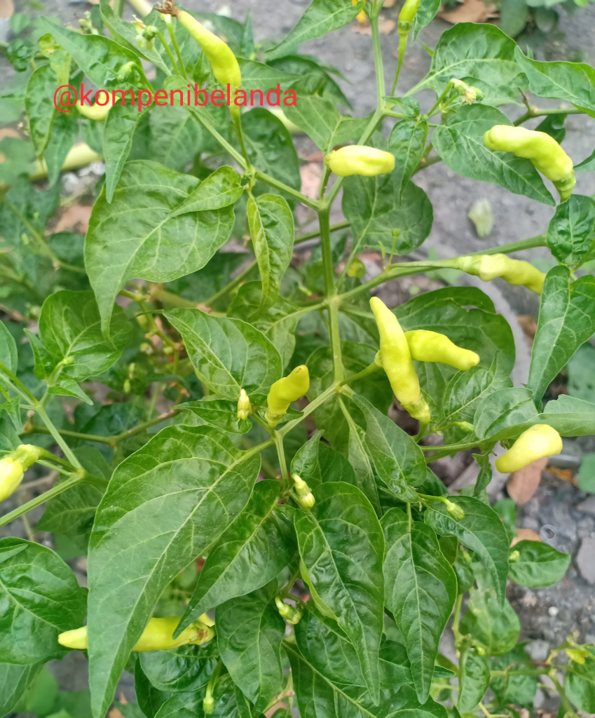Daun Cabe Keriting? Jangan Panik, Pesnab (Pestisida Nabati) Saja!
