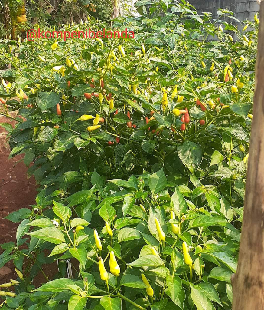 Daun Cabe Keriting? Jangan Panik, Pesnab (Pestisida Nabati) Saja!
