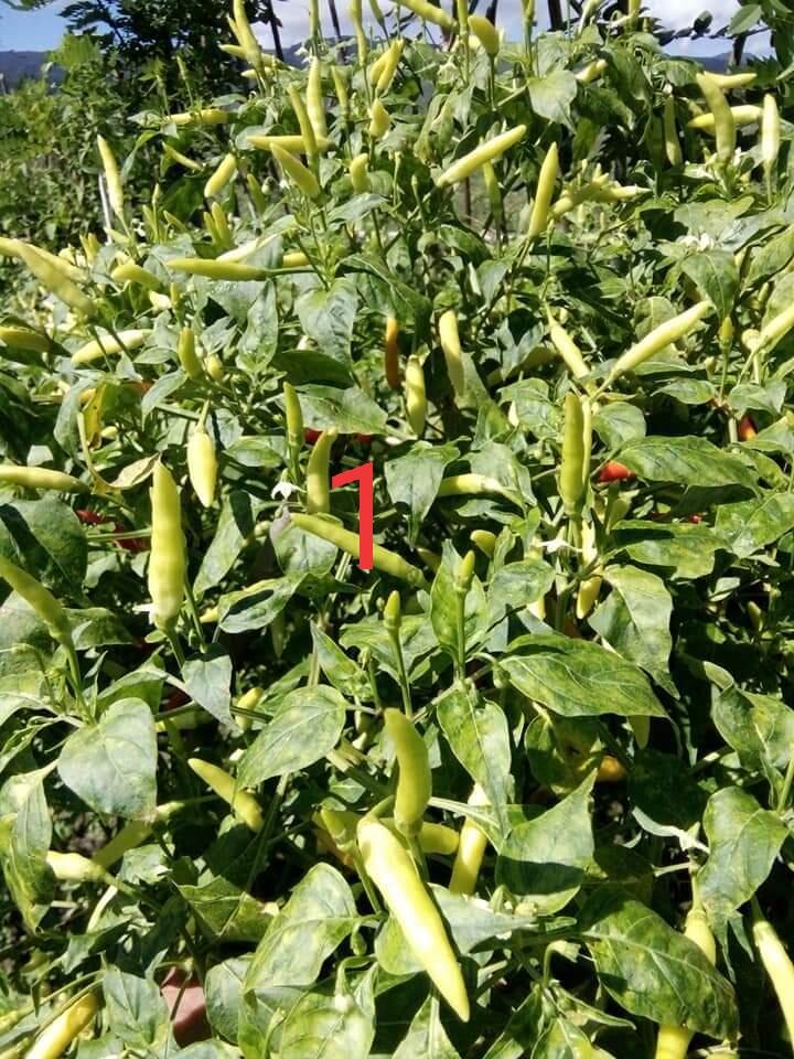 Daun Cabe Keriting? Jangan Panik, Pesnab (Pestisida Nabati) Saja!