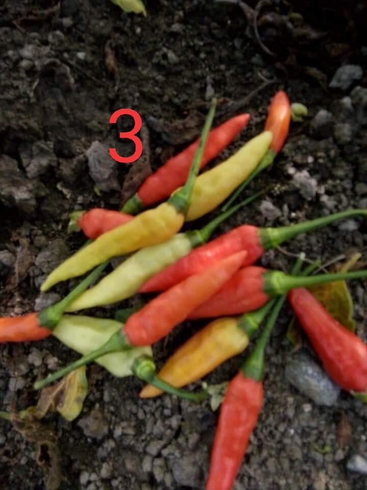 Daun Cabe Keriting? Jangan Panik, Pesnab (Pestisida Nabati) Saja!