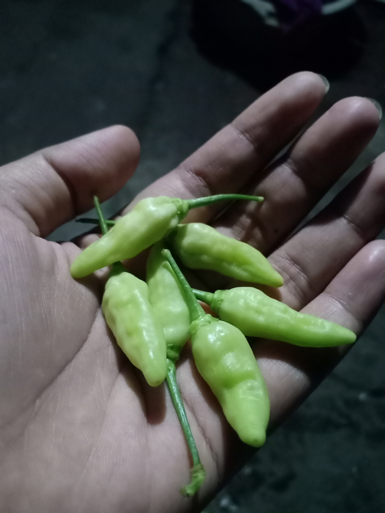 Daun Cabe Keriting? Jangan Panik, Pesnab (Pestisida Nabati) Saja!