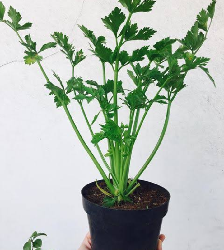 Seledri. Si Pelengkap Berjuta Manfaat