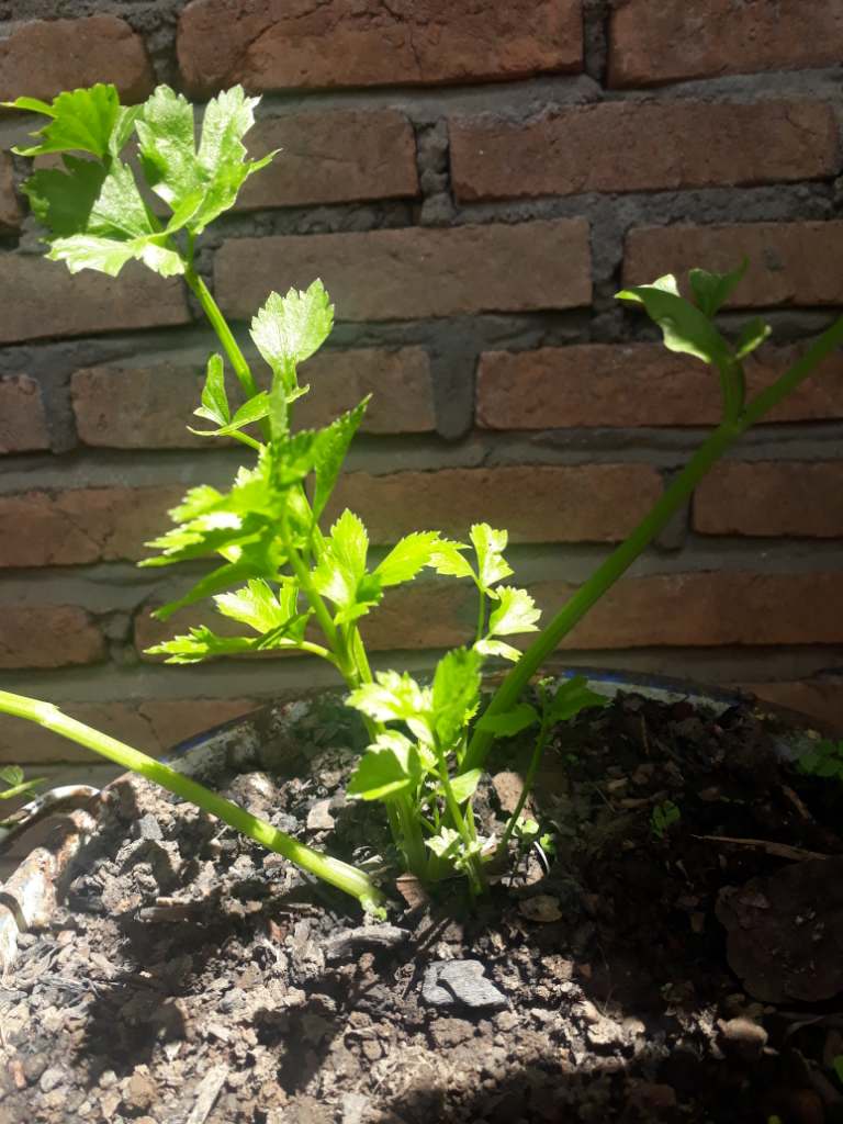 Seledri. Si Pelengkap Berjuta Manfaat