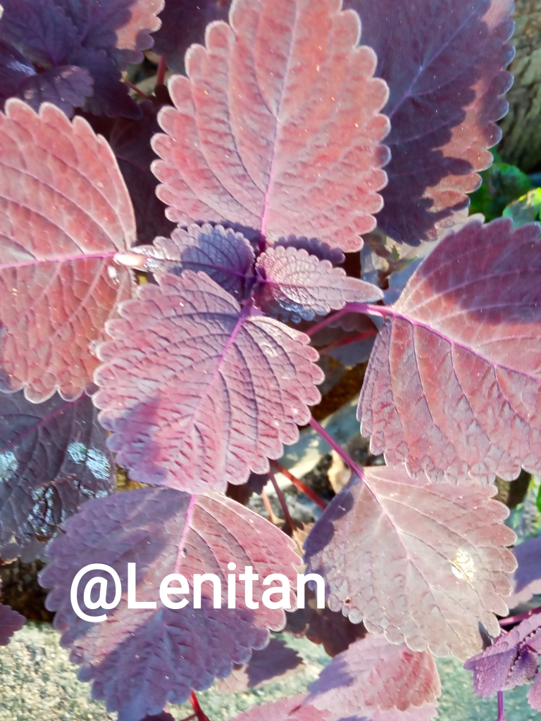 Tanaman Super Keren Selain Cantik Bisa Menyembuhkan Berbagai Penyakit, Cekidot Yuk