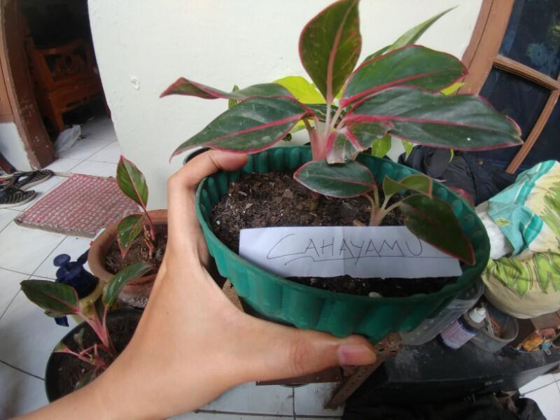 Tips Merawat Tanaman Hias Di Pot Mini Ala Ane Lebih Mudah Gan