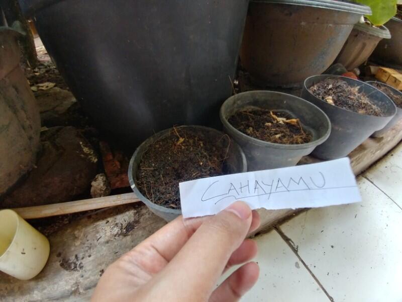 Tips Merawat Tanaman Hias Di Pot Mini Ala Ane Lebih Mudah Gan