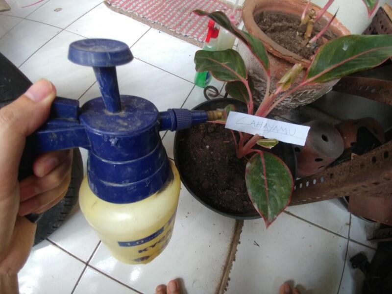 Tips Merawat Tanaman Hias Di Pot Mini Ala Ane Lebih Mudah Gan
