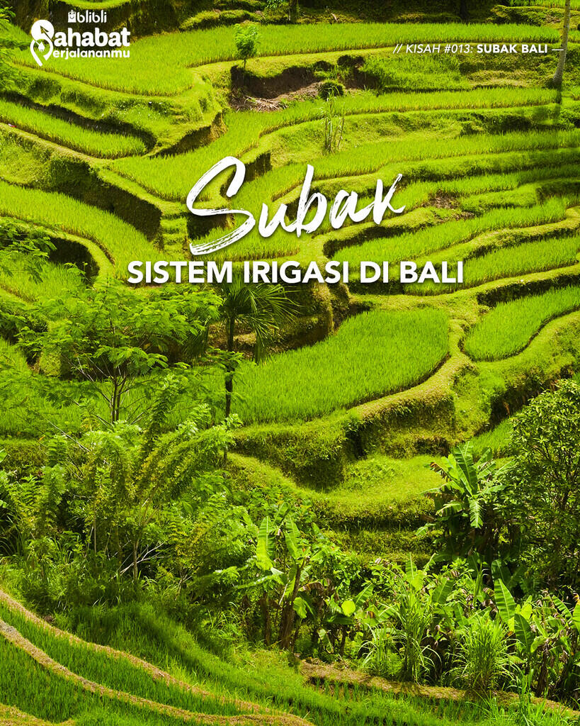 Sempat Muncul di Google Doodle, Yuk Mengenal Sistem Irigasi Tradisional Subak di Bali