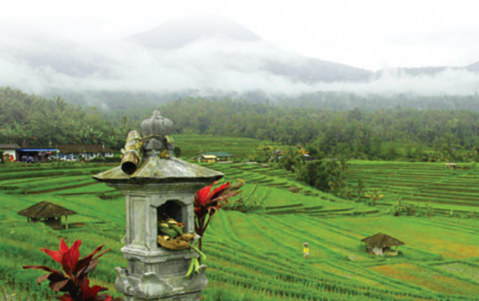 Sempat Muncul di Google Doodle, Yuk Mengenal Sistem Irigasi Tradisional Subak di Bali