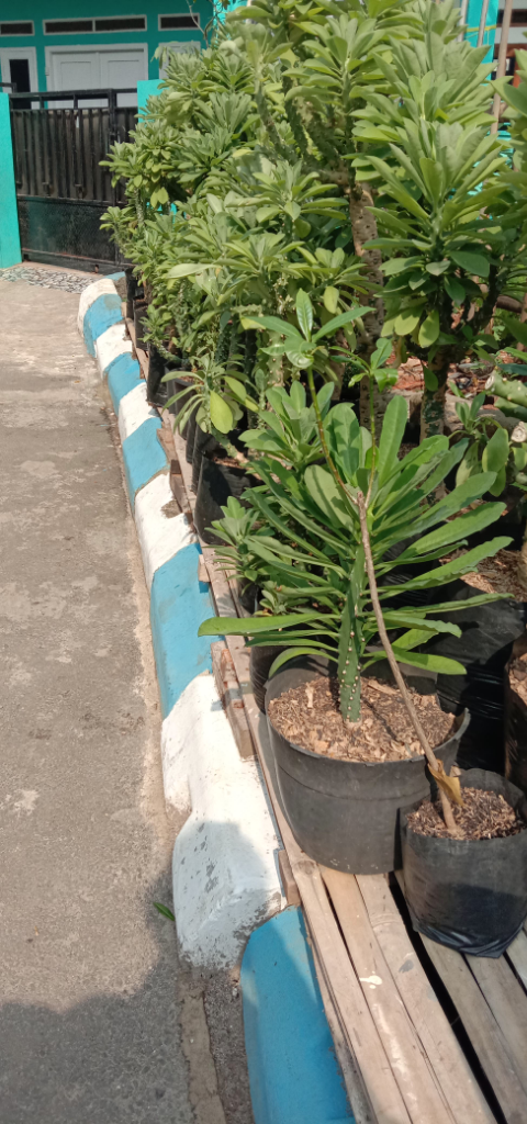 Fakta Mistis Dari Hasil Gosip Ibu-ibu Kompleks Tentang Bunga Kamboja, Kepoin Yuk Ah! 