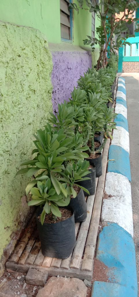 Fakta Mistis Dari Hasil Gosip Ibu-ibu Kompleks Tentang Bunga Kamboja, Kepoin Yuk Ah! 