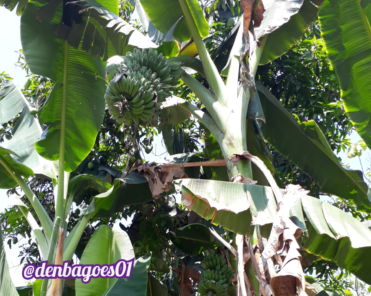 Beragam Jenis Pohon Pisang yang Kutanam di Pekarangan Rumah