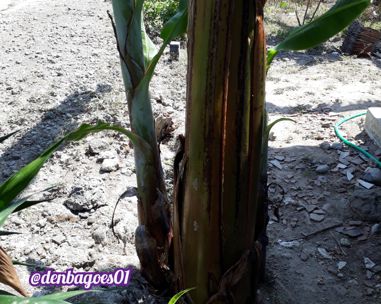 Beragam Jenis Pohon Pisang yang Kutanam di Pekarangan Rumah