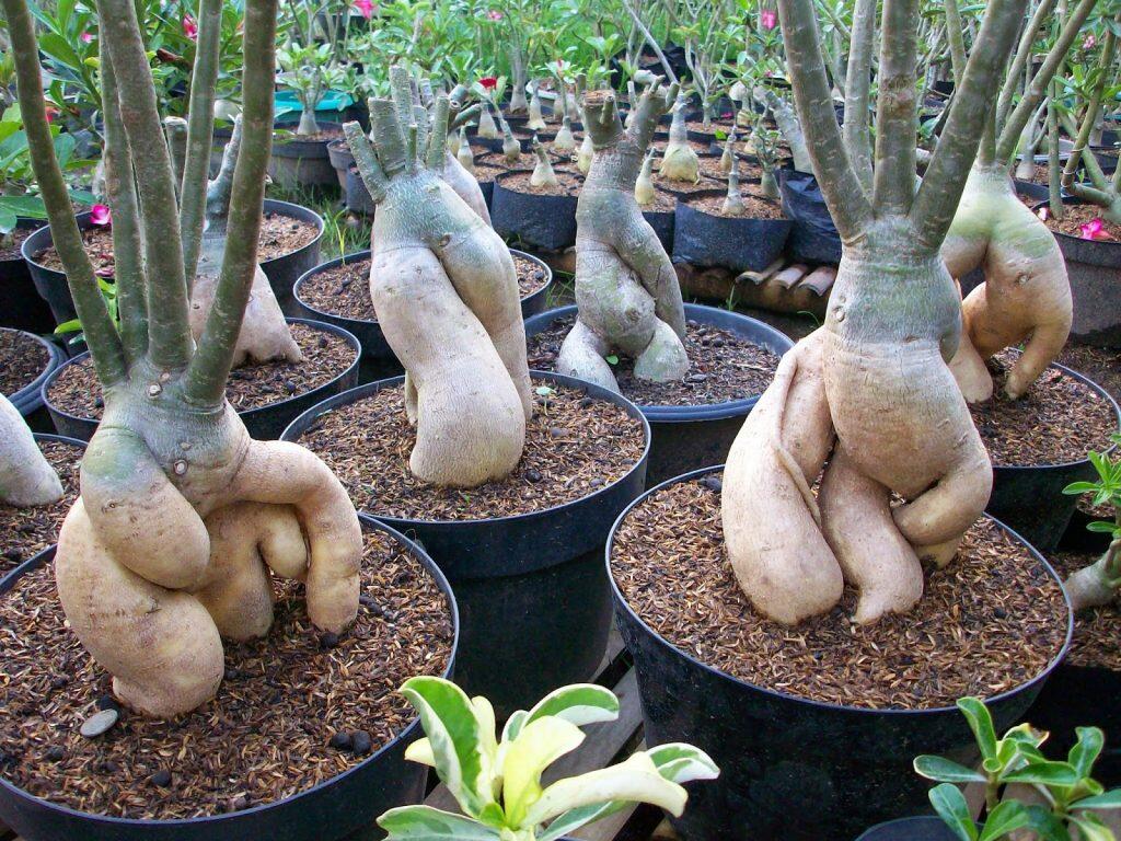 Tips dan Trik Agar Adenium Berbonggol Indah, Yuk Dicoba!