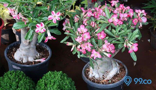 Tips dan Trik Agar Adenium Berbonggol Indah, Yuk Dicoba!