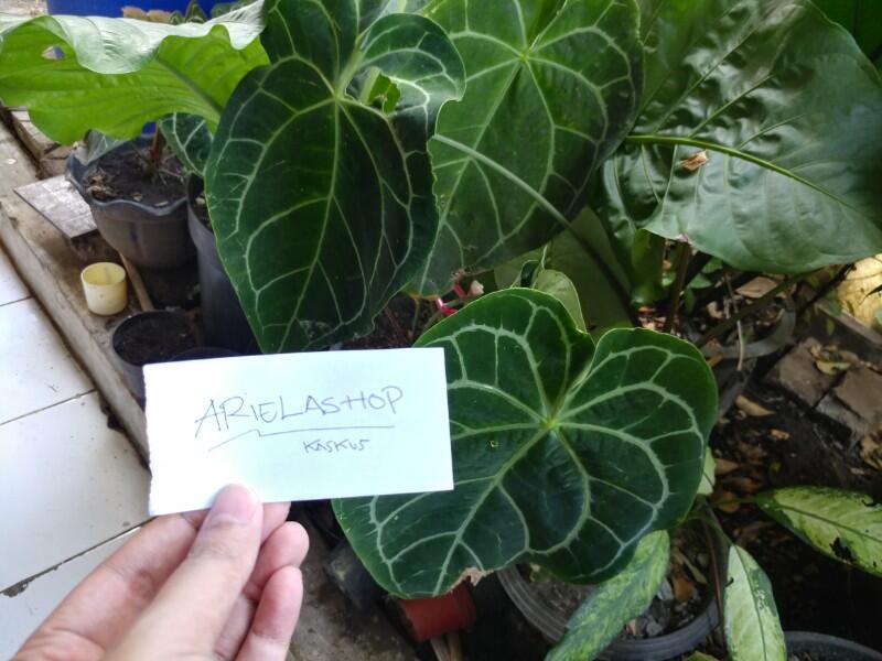 Mudah Agar Tanaman Hias 'ANTHURIUM DAUN' Terlihat Menawan