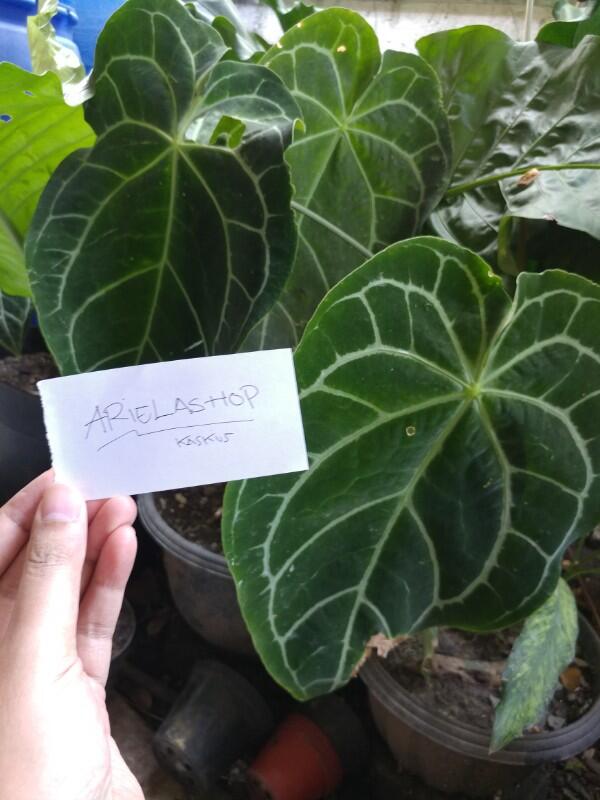 Mudah Agar Tanaman Hias 'ANTHURIUM DAUN' Terlihat Menawan