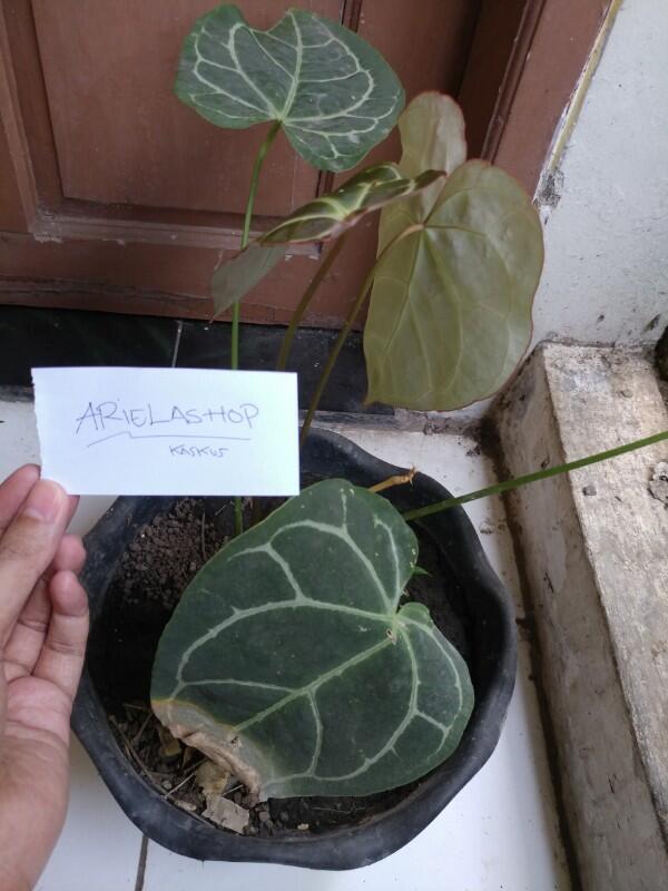 Mudah Agar Tanaman Hias 'ANTHURIUM DAUN' Terlihat Menawan