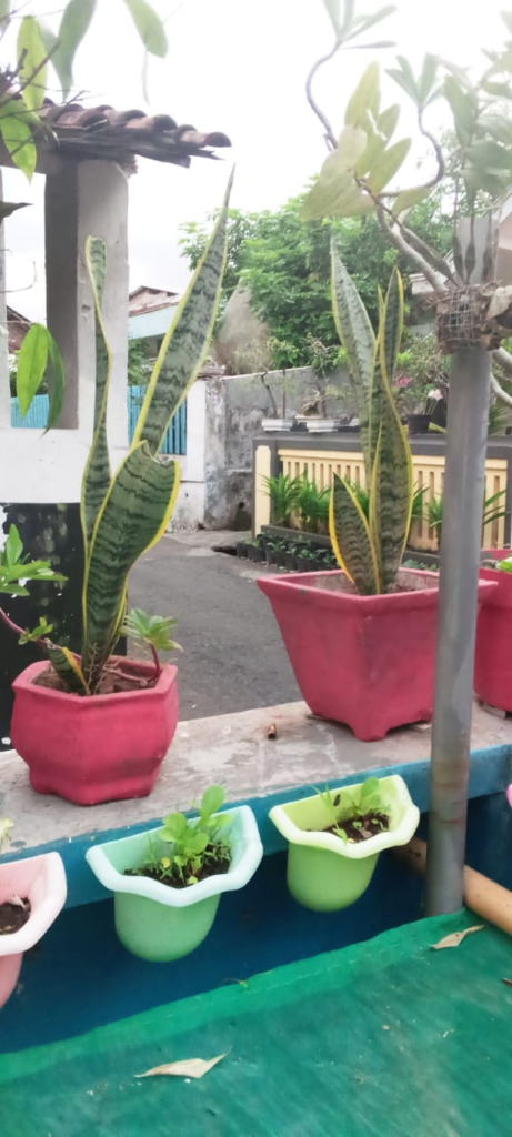 Tips Mudah Merawat Dan Menghasilkan Uang Dari Lidah Mertua