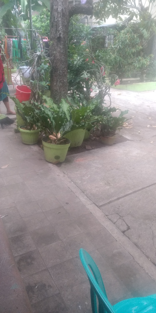 Pernah Berharga Puluhan Juta, Begini Cara Merawat Gelombang Cinta Versi Dewakere