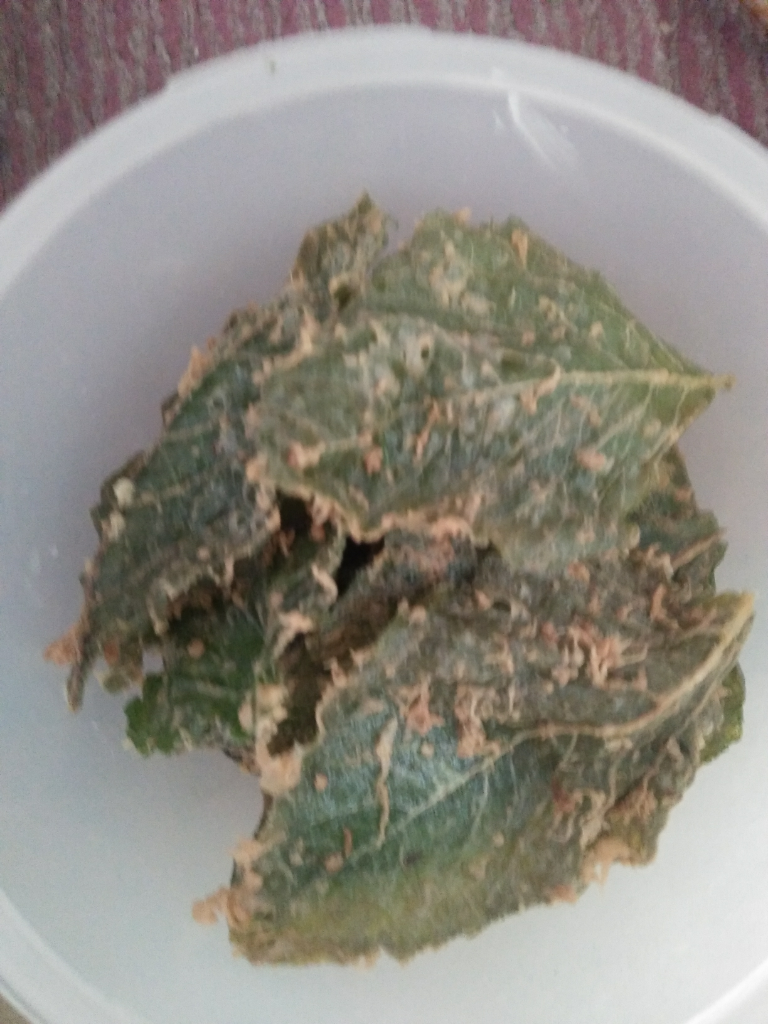 Bikin Keripik Bayam Ala Saya