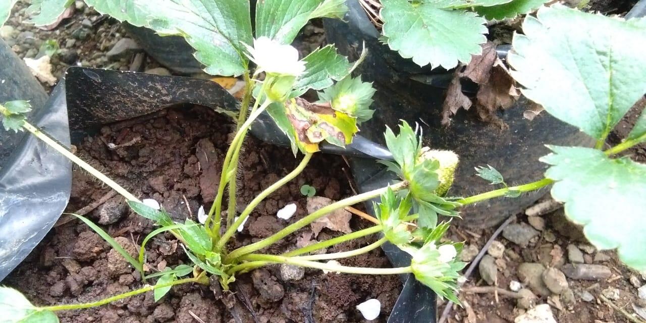 Pohon Strawberry Juga Bisa Hidup Di Daerah Panas lho, Ga Percaya? Ikuti Tips Ane.
