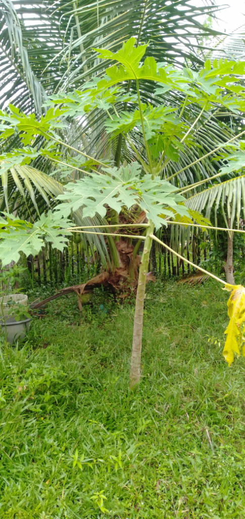 Tips Menyemai Benih Pepaya, Buah Manis untuk Penuhi Gizi Harian