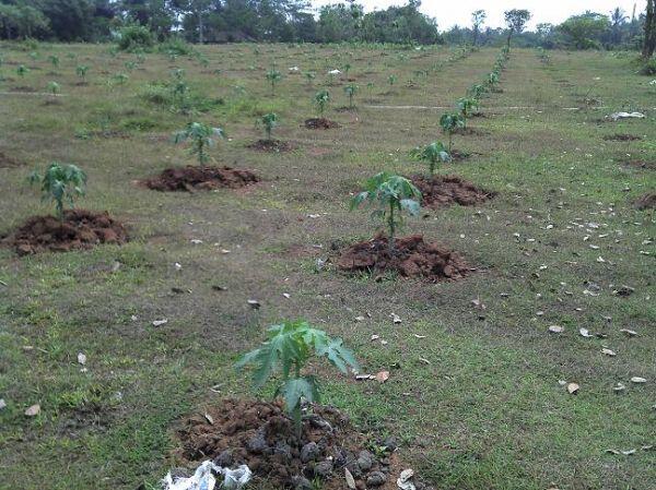 Tips Menyemai Benih Pepaya, Buah Manis untuk Penuhi Gizi Harian