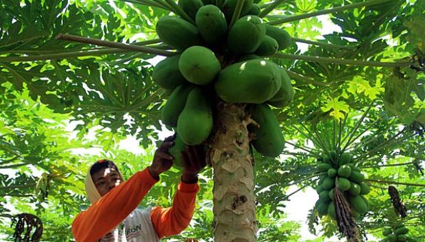 Tips Menyemai Benih Pepaya, Buah Manis untuk Penuhi Gizi Harian