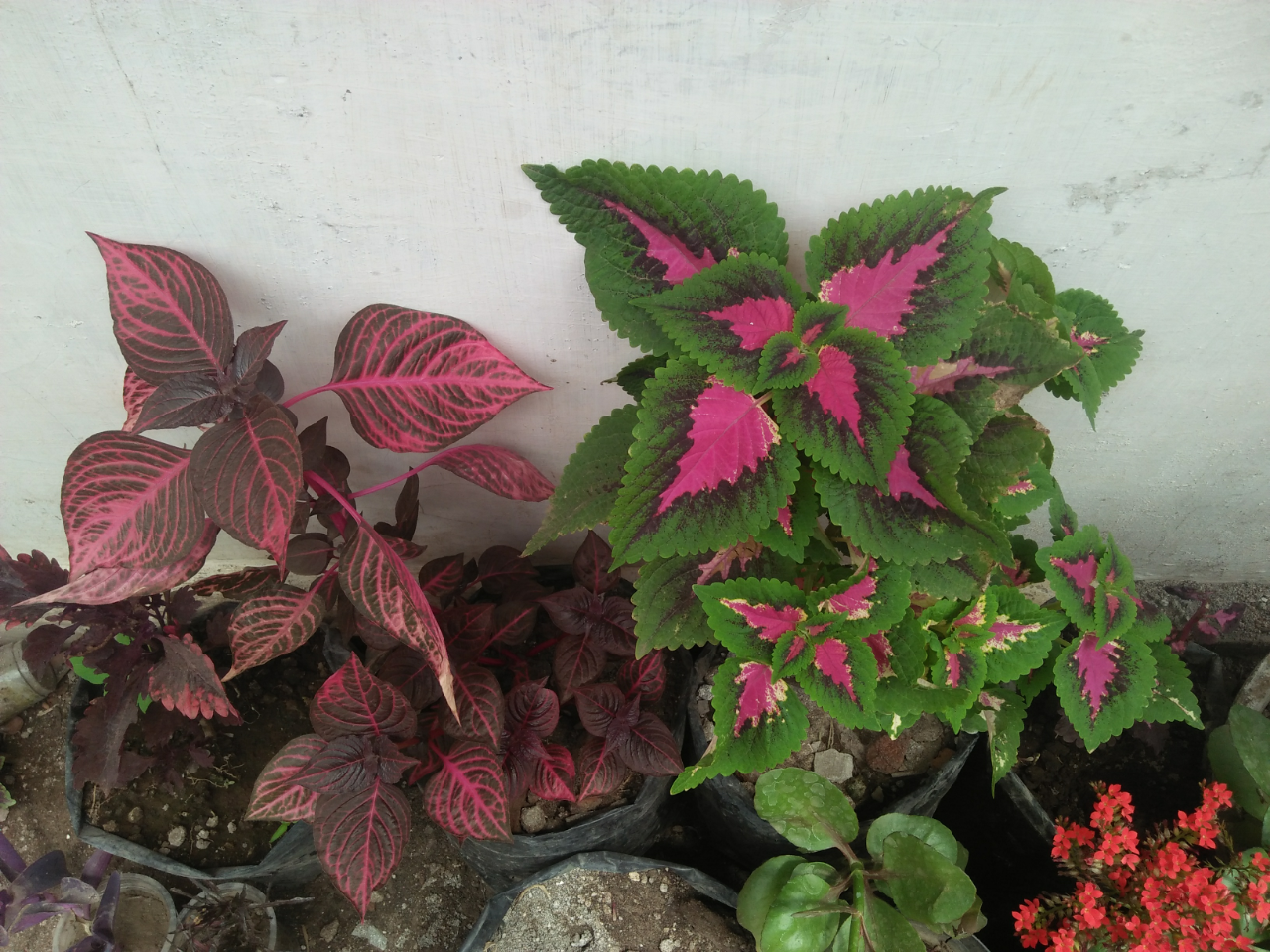 Yuk Tanam Daun Miana, Selain Bermanfaat Perawatannya Juga Gampang Lo!