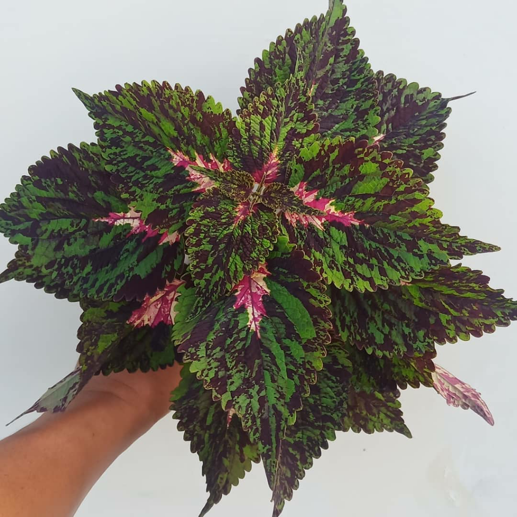 Yuk Tanam Daun Miana, Selain Bermanfaat Perawatannya Juga Gampang Lo!