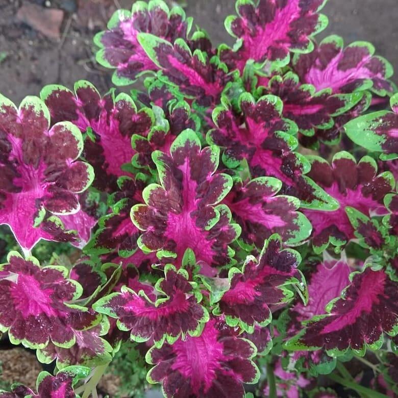 Yuk Tanam Daun Miana, Selain Bermanfaat Perawatannya Juga Gampang Lo!