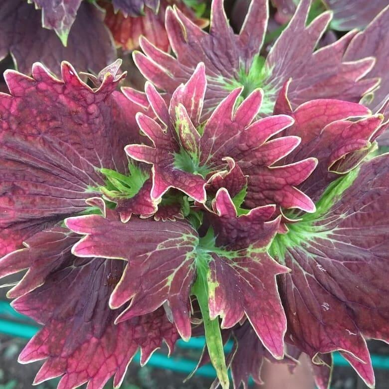 Yuk Tanam Daun Miana, Selain Bermanfaat Perawatannya Juga Gampang Lo!