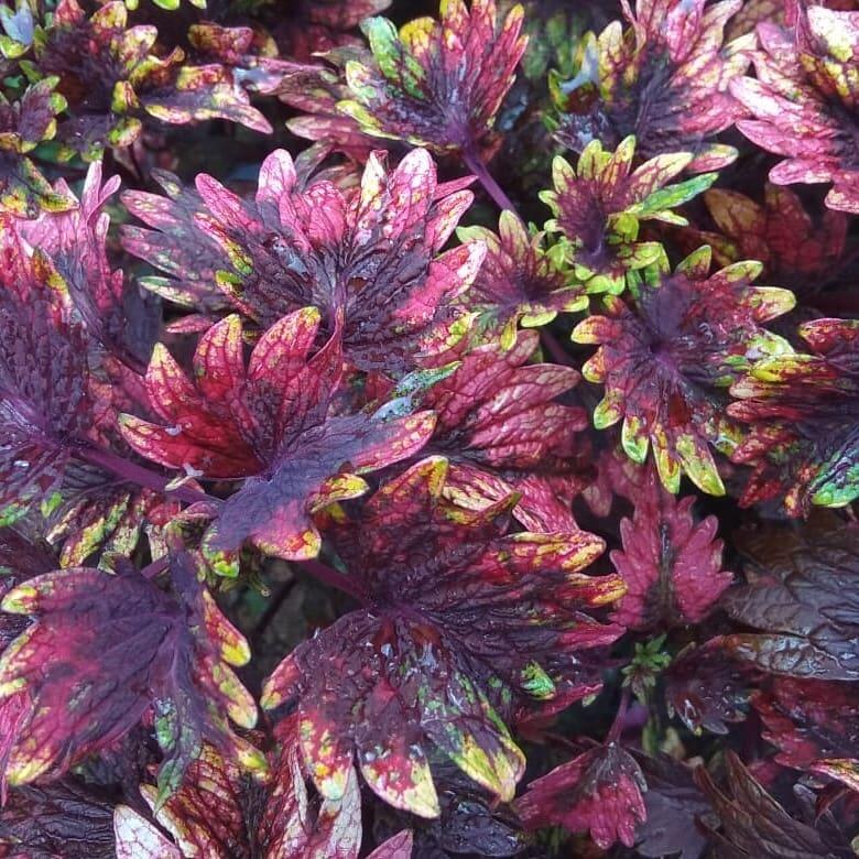 Yuk Tanam Daun Miana, Selain Bermanfaat Perawatannya Juga Gampang Lo!