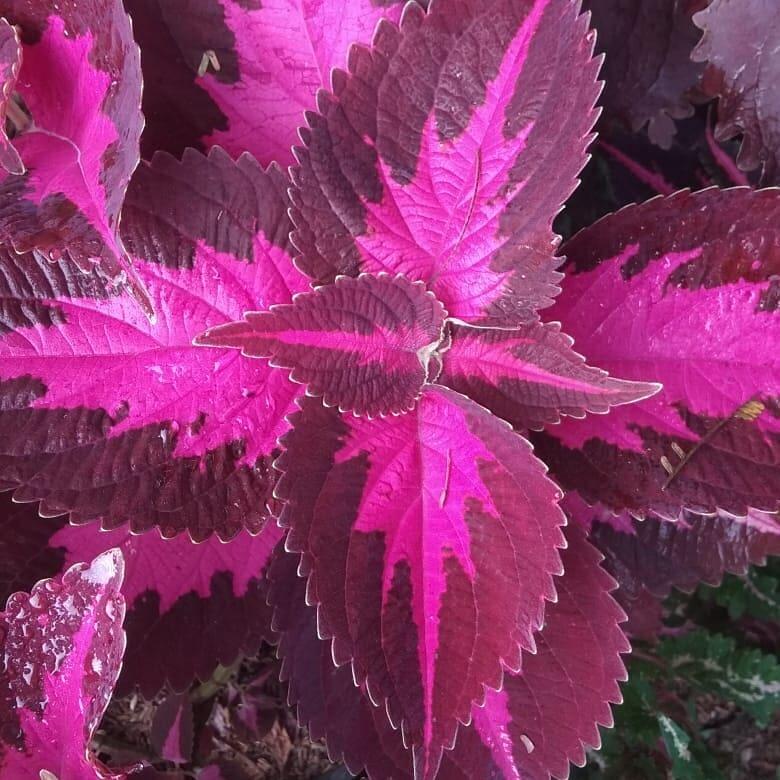 Yuk Tanam Daun Miana, Selain Bermanfaat Perawatannya Juga Gampang Lo!