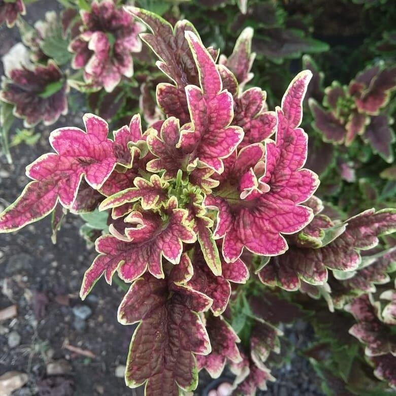 Yuk Tanam Daun Miana, Selain Bermanfaat Perawatannya Juga Gampang Lo!