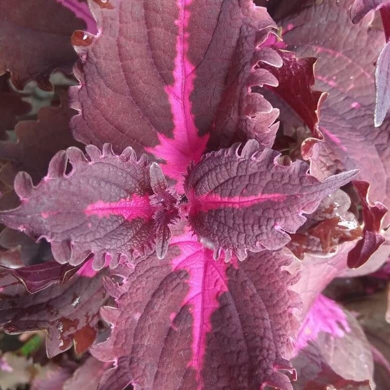 Yuk Tanam Daun Miana, Selain Bermanfaat Perawatannya Juga Gampang Lo!