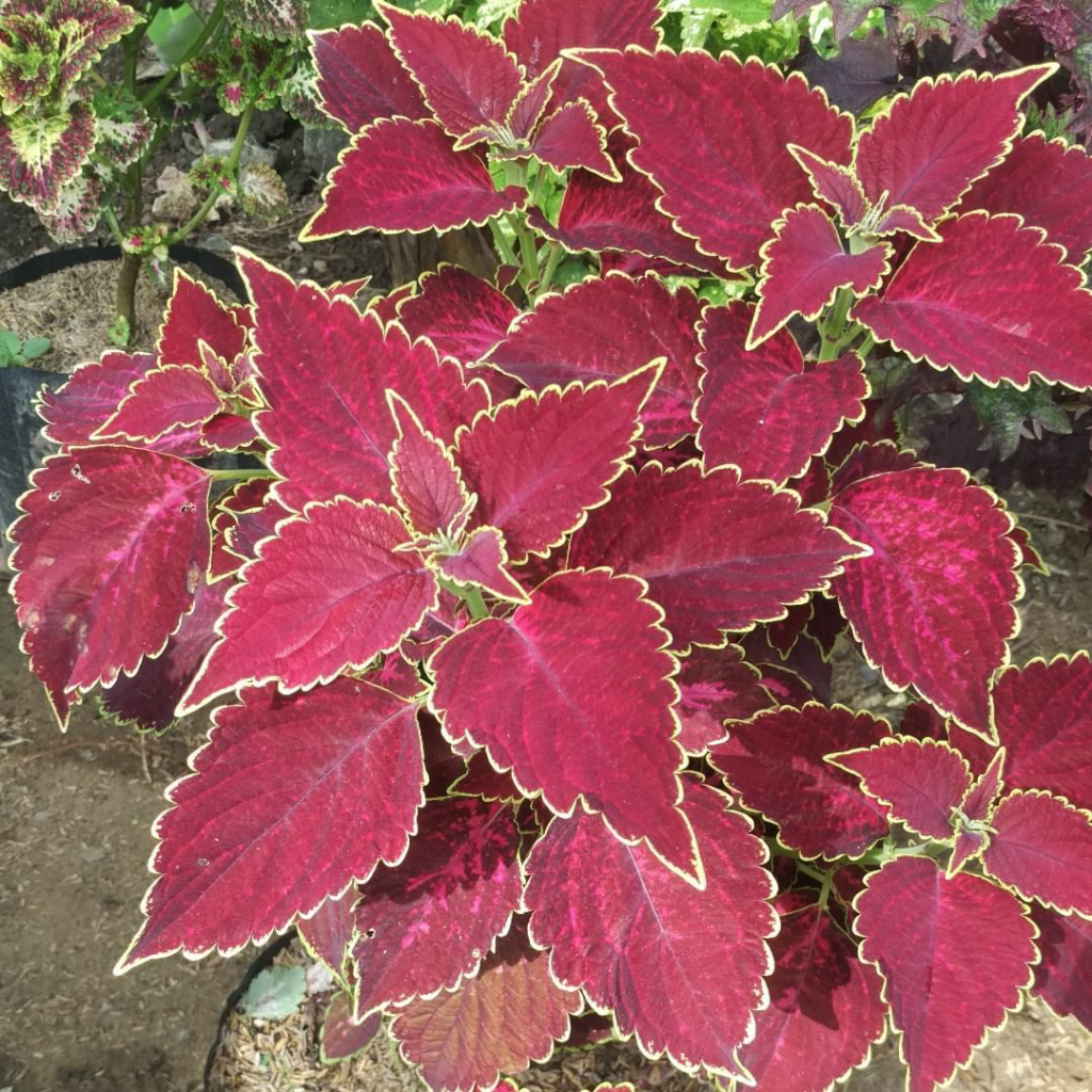 Yuk Tanam Daun Miana, Selain Bermanfaat Perawatannya Juga Gampang Lo!